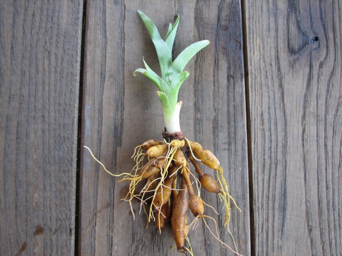 Daylily Root System