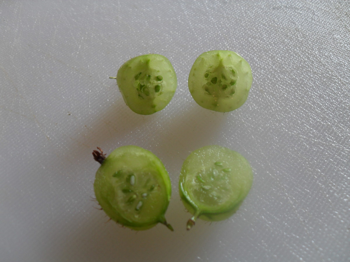 Cross section of a gooseberry.