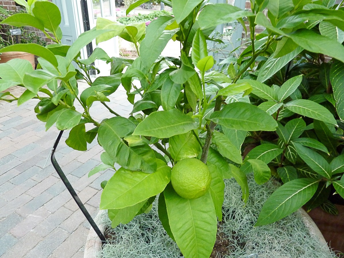 A bergamot plant at the Missouri Botanical Garden