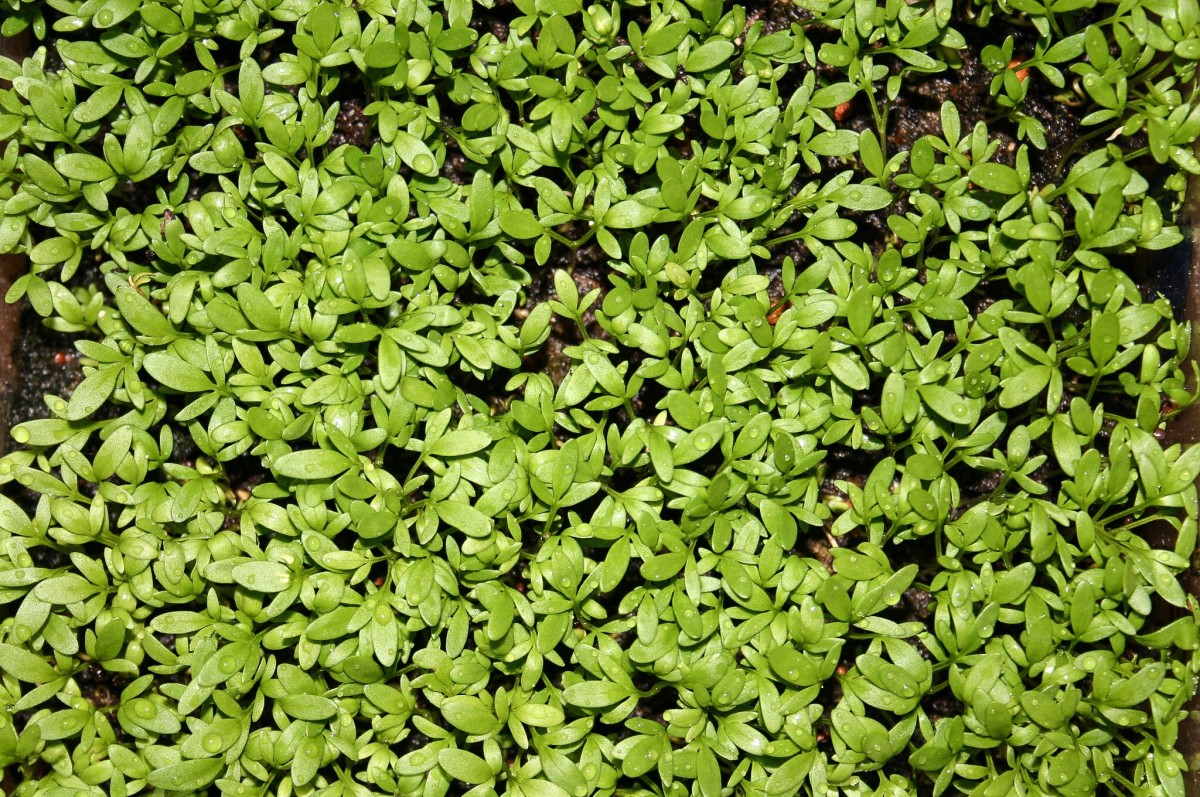 Garden cress, or simply cress, has a peppery taste and is a great addition to sandwiches. Watercress also has a peppery taste.