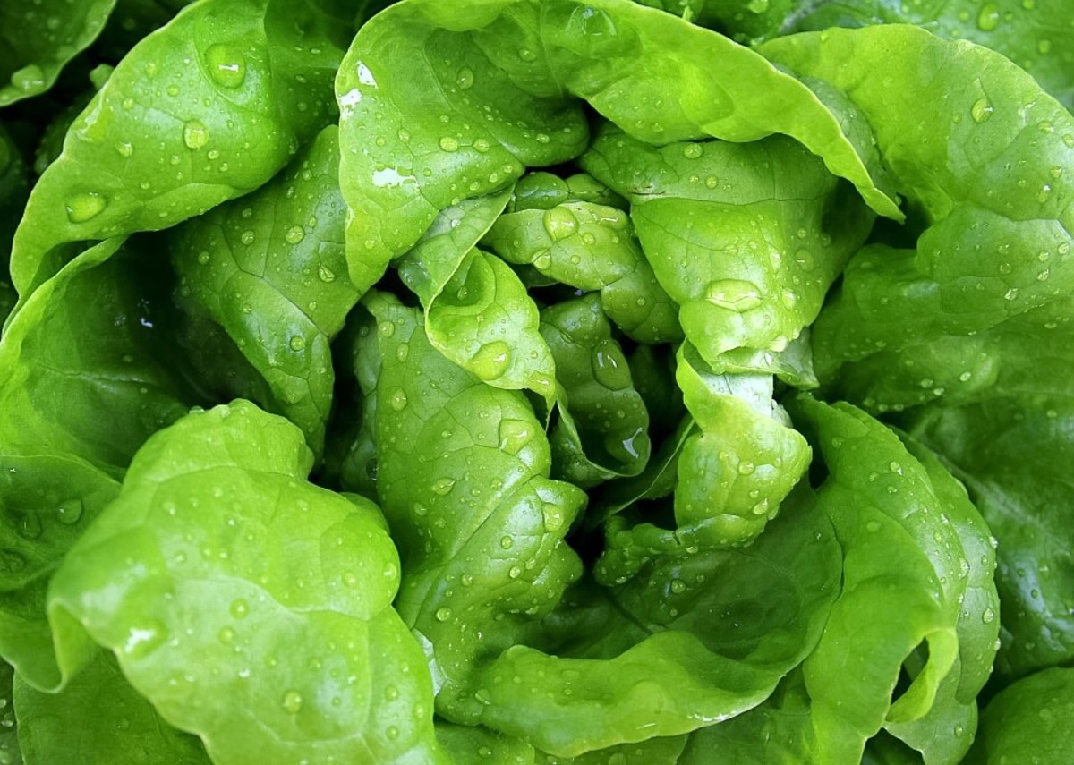 Lettuce is sometimes a source of Listeria.