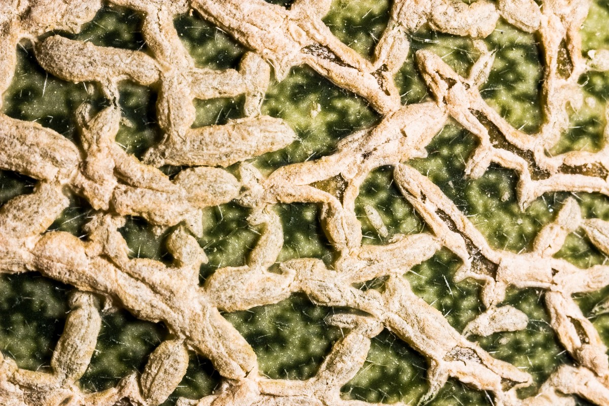 An interesting macro photo of cantaloupe rind or skin