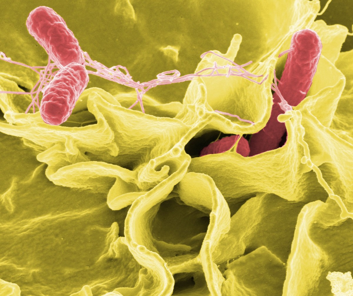 Salmonella is a rod-shaped bacterium.