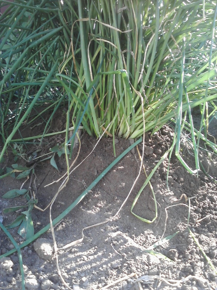 This is wild garlic grass I grow in my backyard garden.