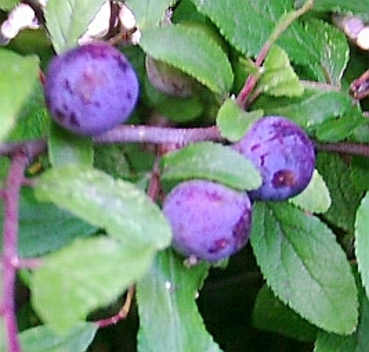 Sloes, the fruit of the Blackthorn. Photo by Steve Andrews