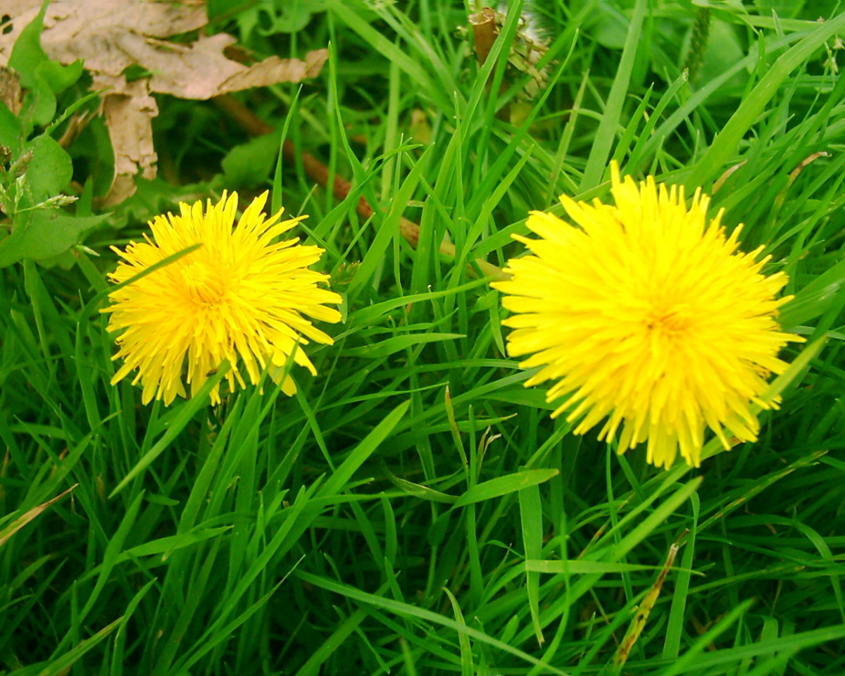 Foraging and Cooking Edible Thistles - Forager