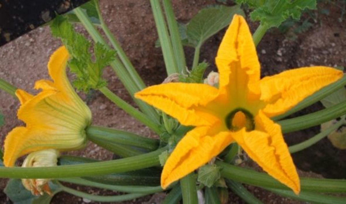 See the fruit developing at the base of this zucchini flower?