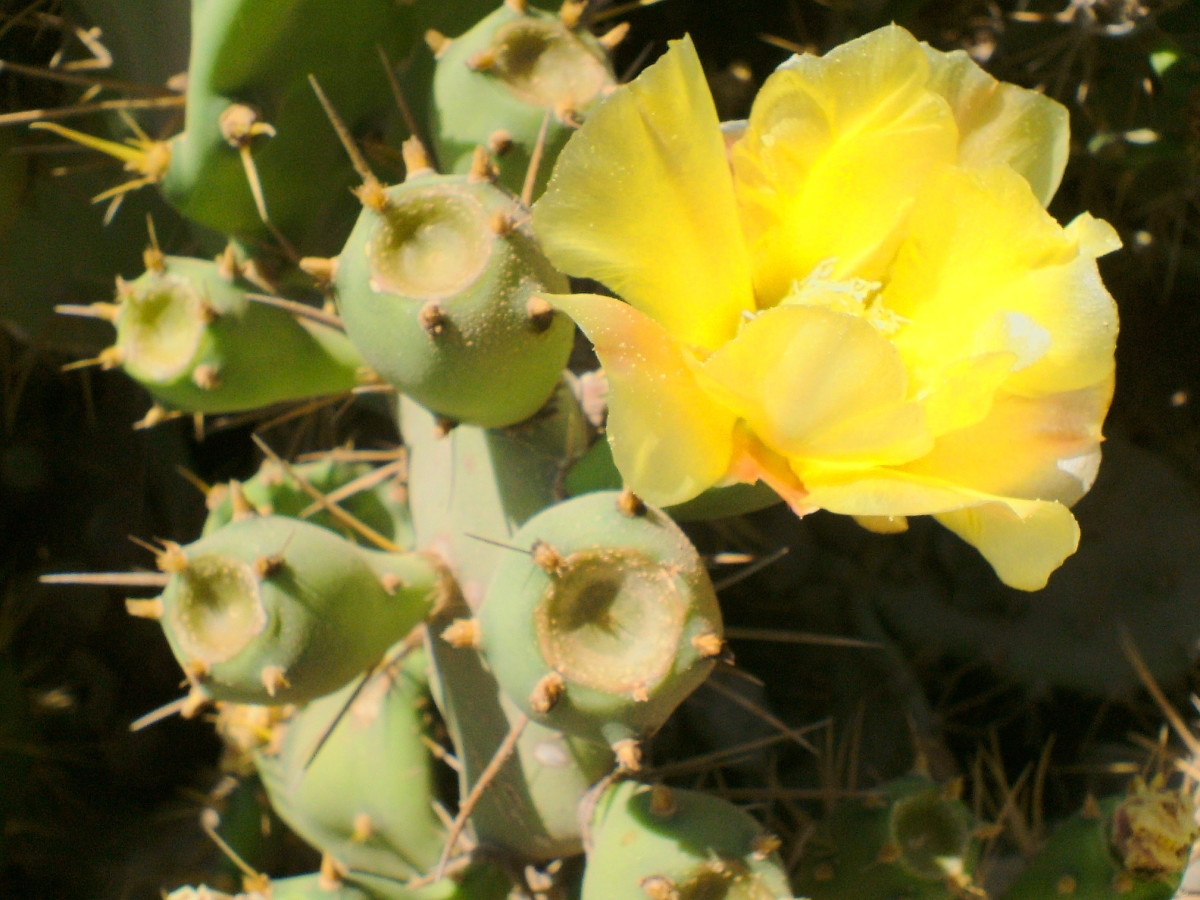 Prickly Pear flower. Photo by Steve Andrews