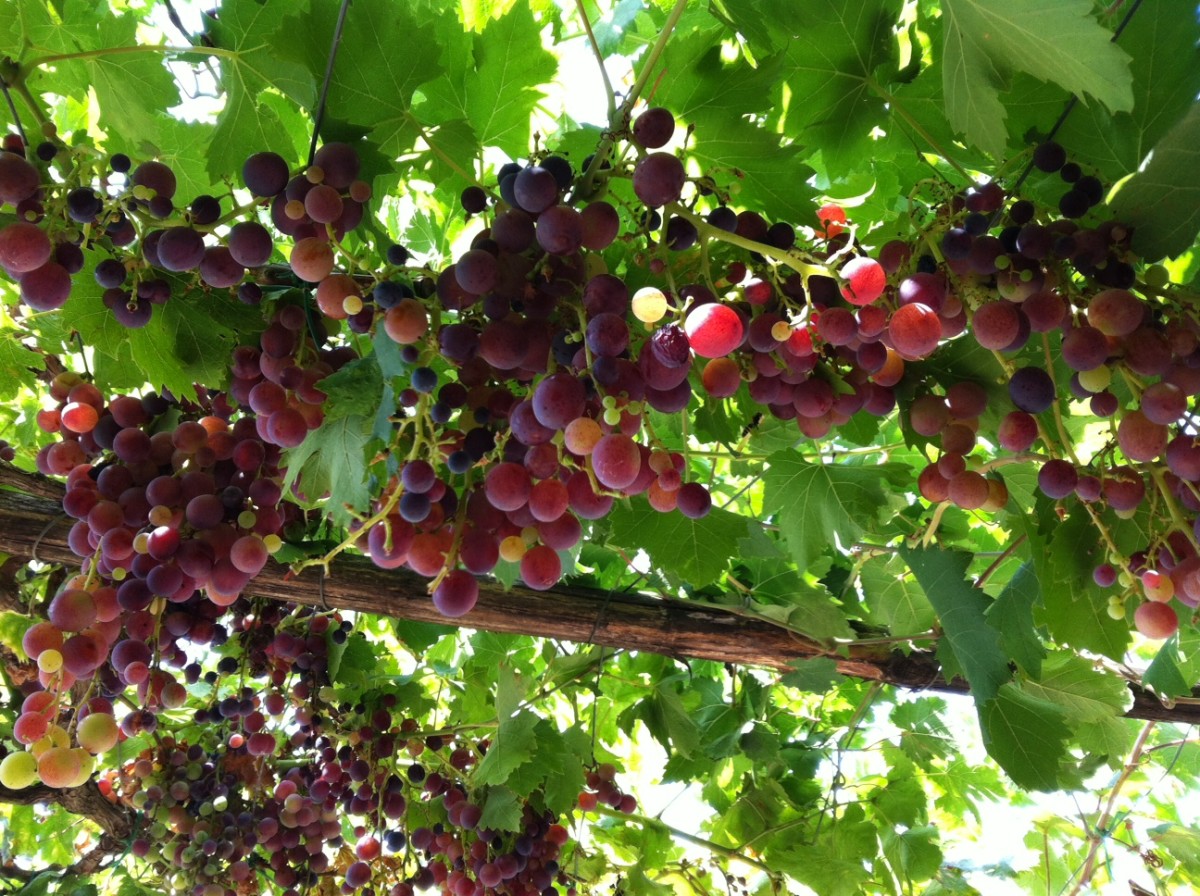 Grapes from our pergola
