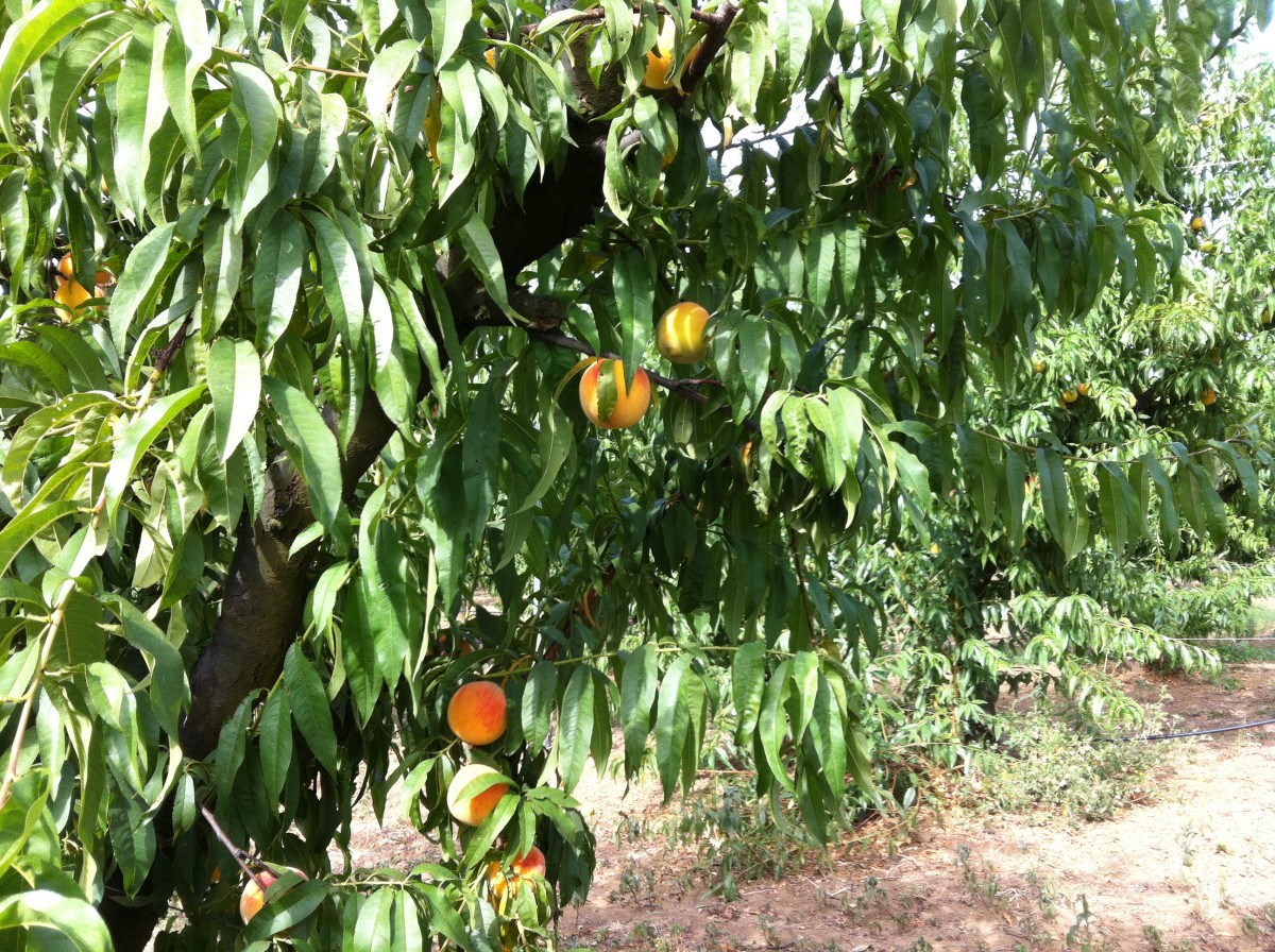 Garden Peach Tree