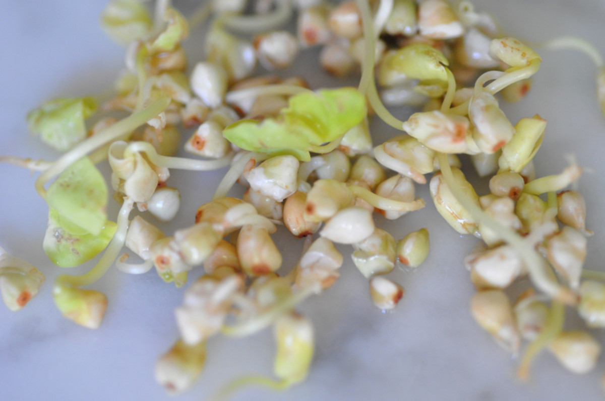 Sprouting Buckwheat has a sweet fragrance, quite unlike sprouting barley which just smells musty. Image: © Siu Ling Hui