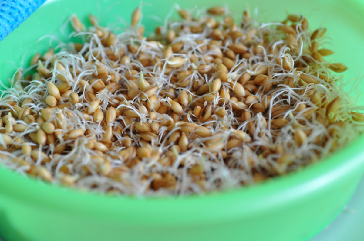 Barley sprouting in sieve. 