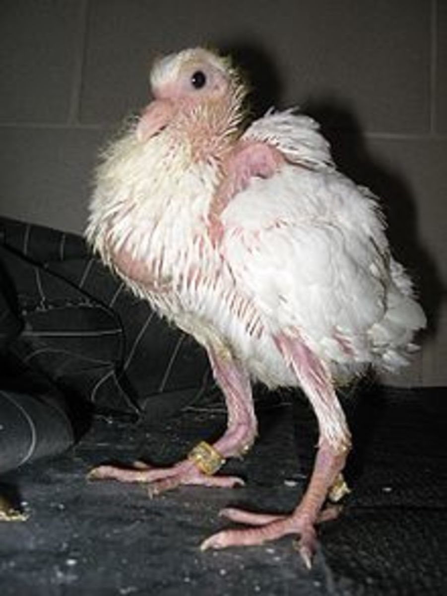 2 week old pigeon ready for slaughter.