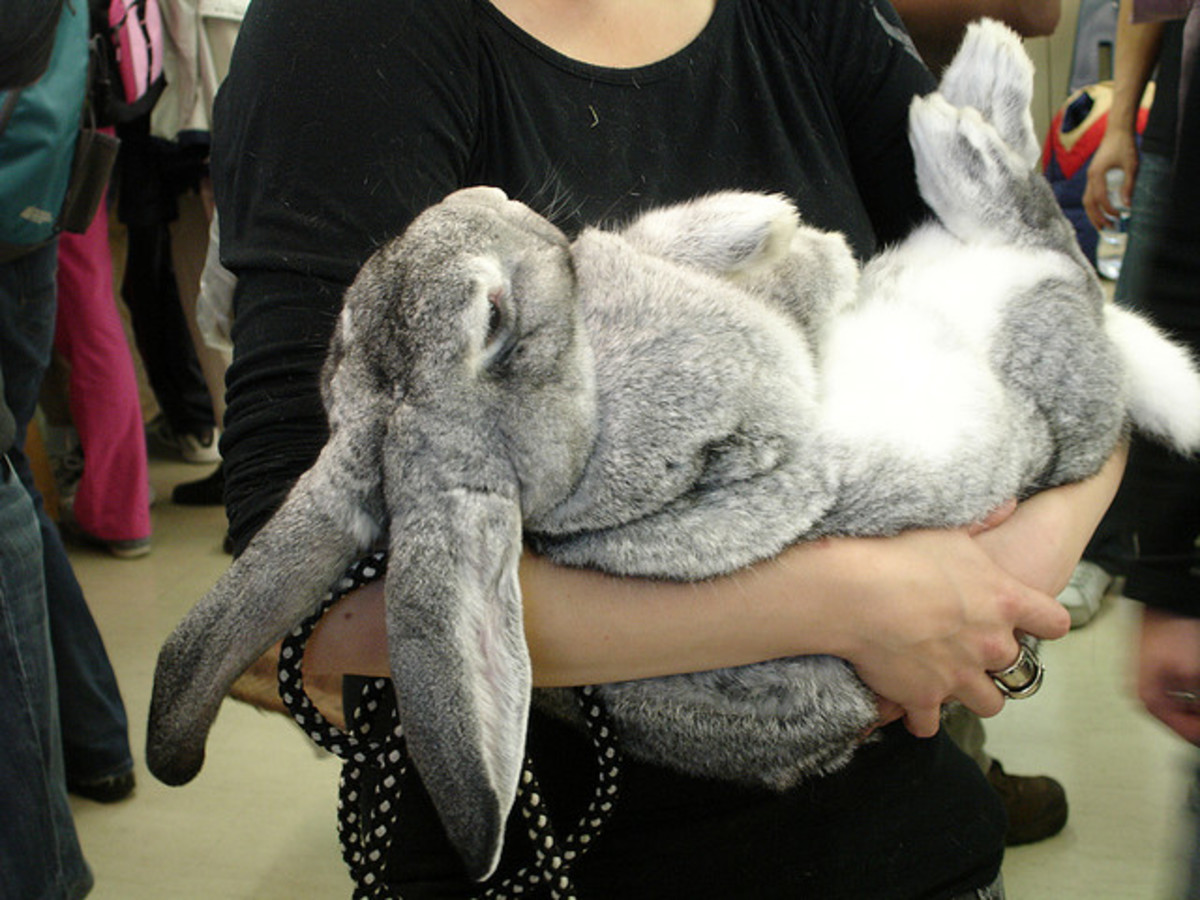 Some people keep Flemish Giants as pets - besides being meaty they're also very docile and huggable.
