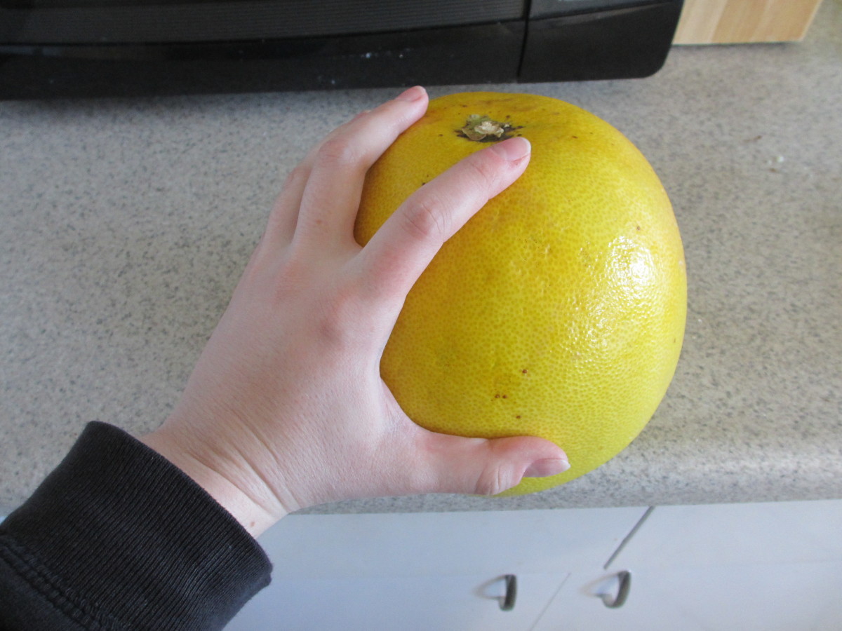 Here's my hand for scale. Pomelo fruits are the largest variety of citrus.