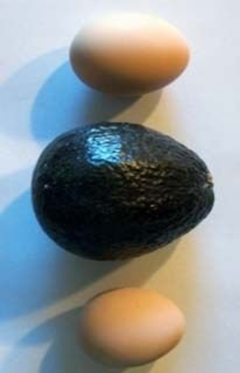 Funny how eggs and avocados have similar shapes, isn't it?
