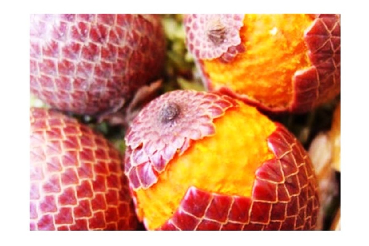 Crazy Fruits Red Wdx - Bell-Fruit - Desert Island Fruits