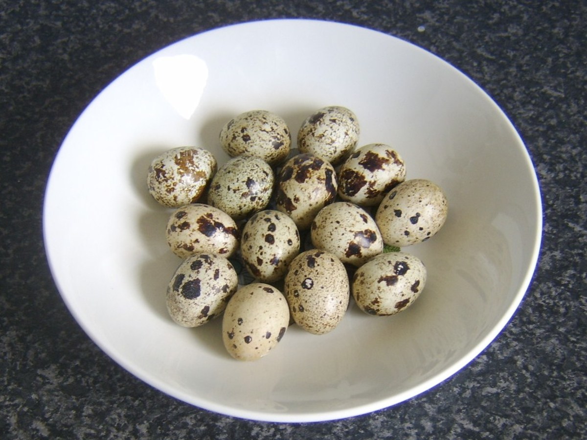 Quail eggs from the Isle of Gigha, Scotland