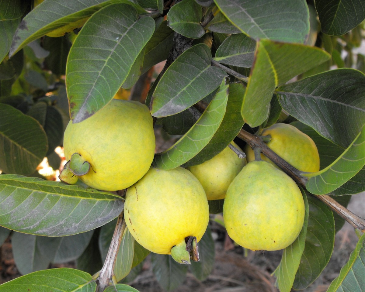 Гуава фрукт фото и описание