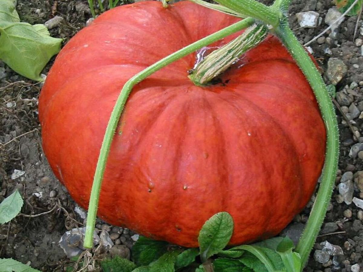 Rouge Vif D'Etampes Pumpkin