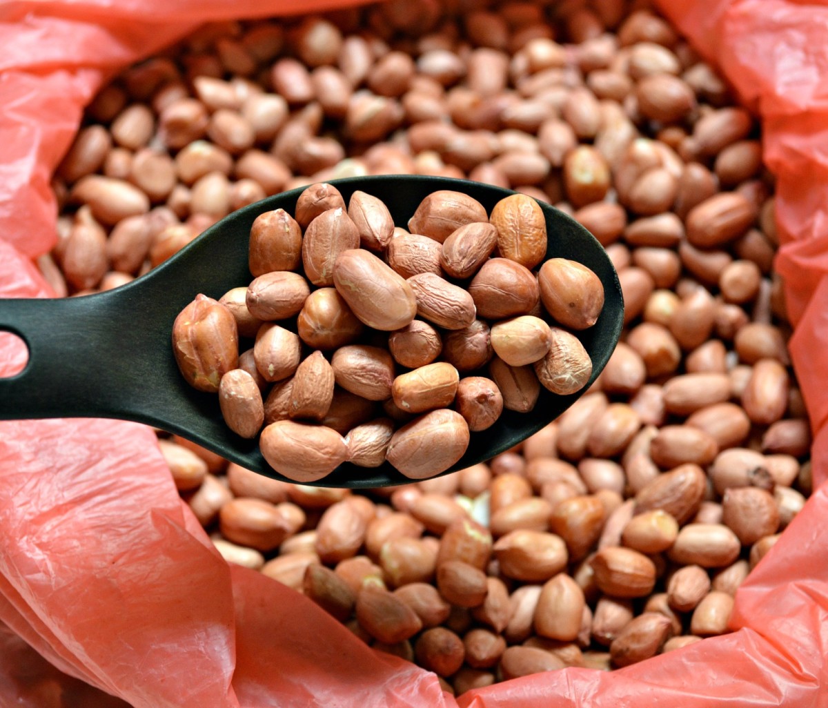 These raw, unroasted peanuts are ready to be made into creamy peanut butter!