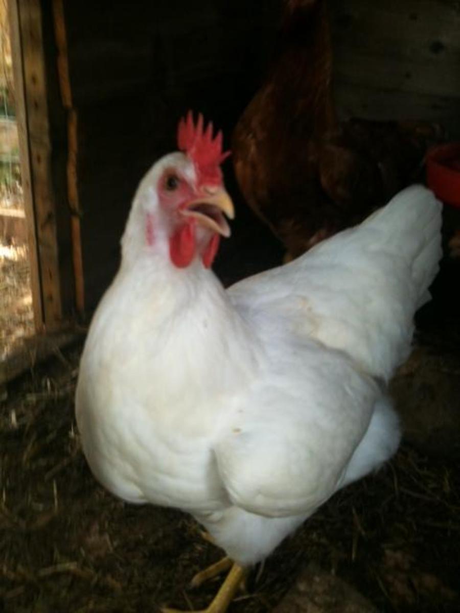 Bright eyed, energetic chickens are happy and healthy chickens!