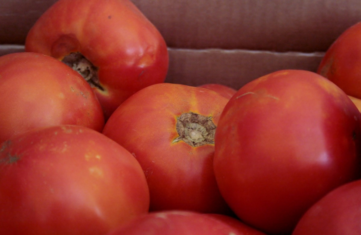 These imperfect-looking tomatoes are ideal for freezing and canning.