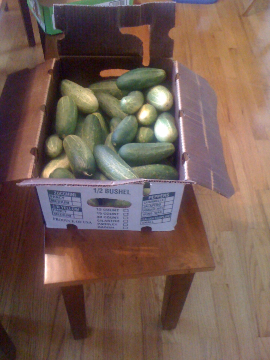 Pickling was the only solution for all these cucumbers! Peter Piper ain't got nothin' on me!
