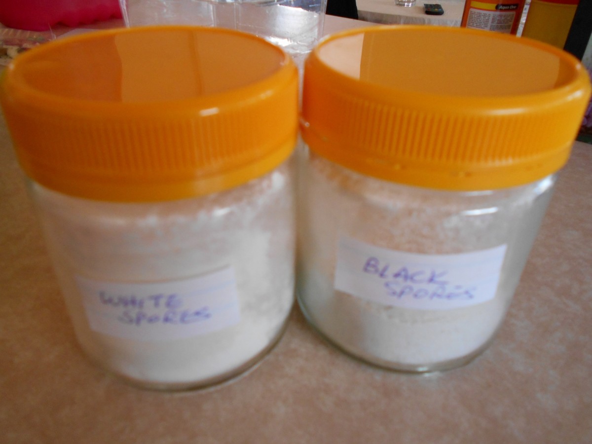 Black or white? Both jars have enough spores to make several kilos of homemade tempeh.