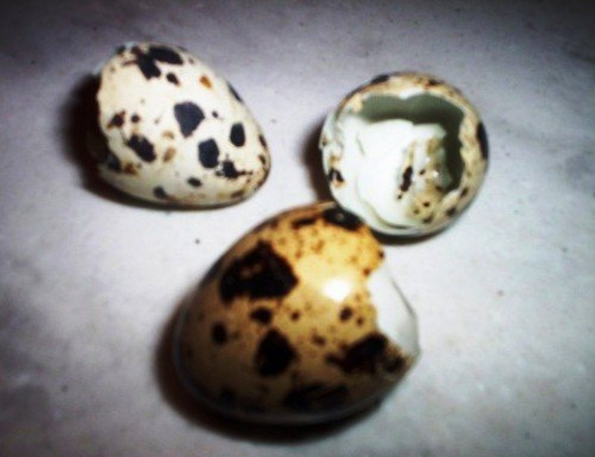 how-do-i-use-one-dozen-quail-eggs