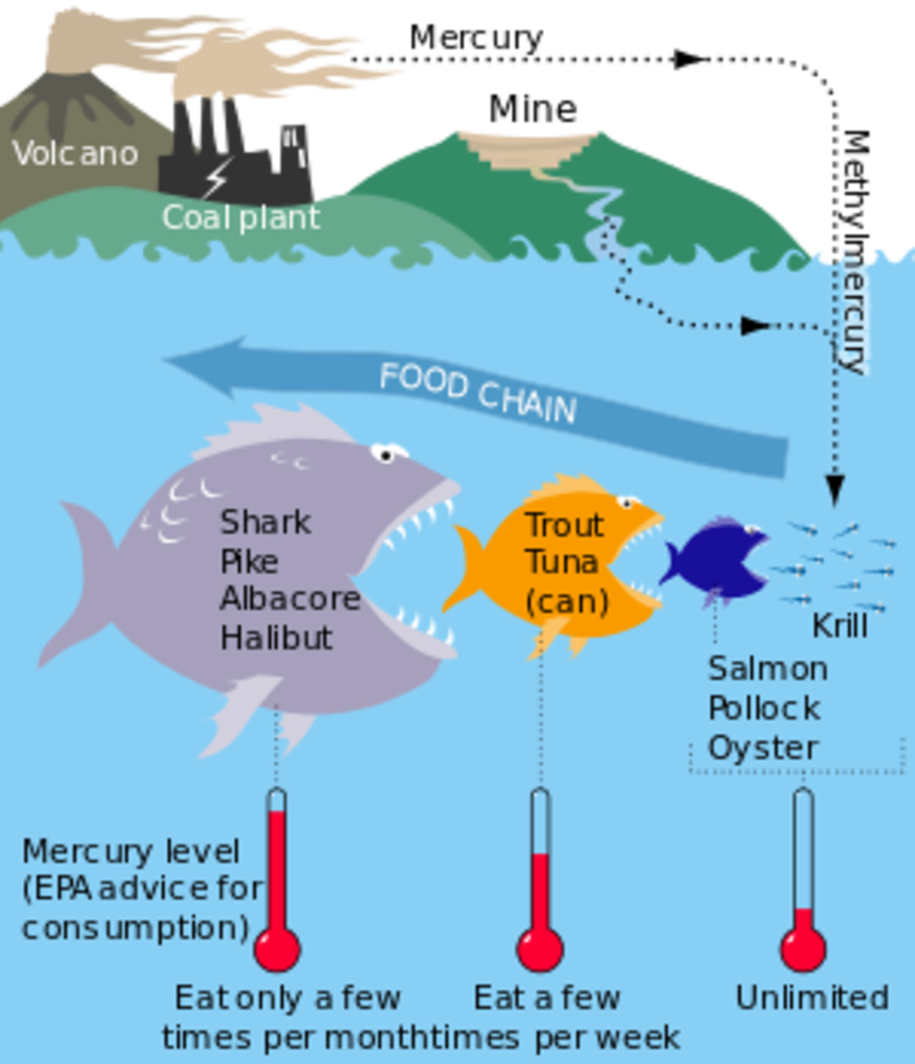 The cycle of mercury in fish. 