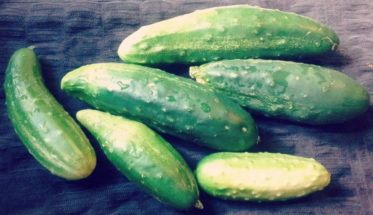 How To Make The Easiest Ever Refrigerator Pickles Delishably