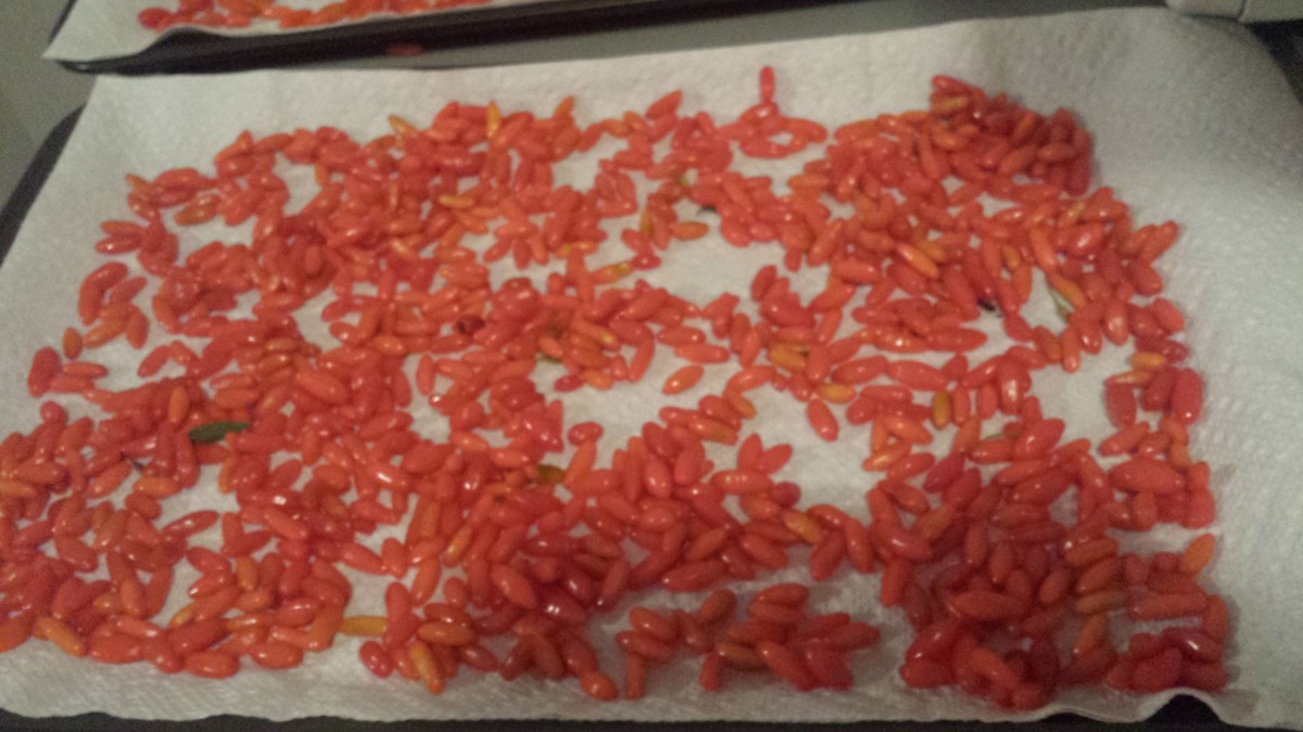 Step two: Spread out the goji berries evenly across the surface of your cardboard tray or cookie sheet.