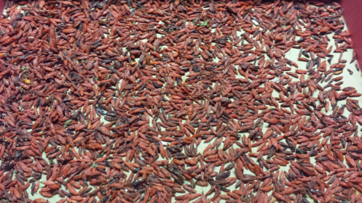 Goji Berries Information and How to Dry This Versatile Superfood