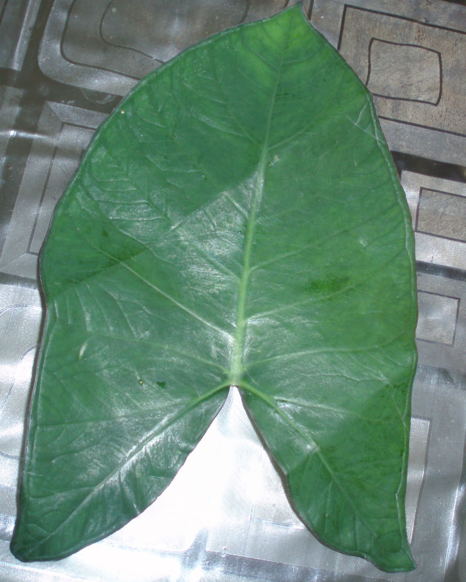 Colocasia leaf (taro)