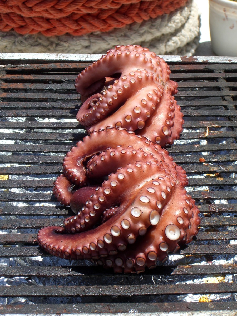 Grilled octopus, or "pulpo"