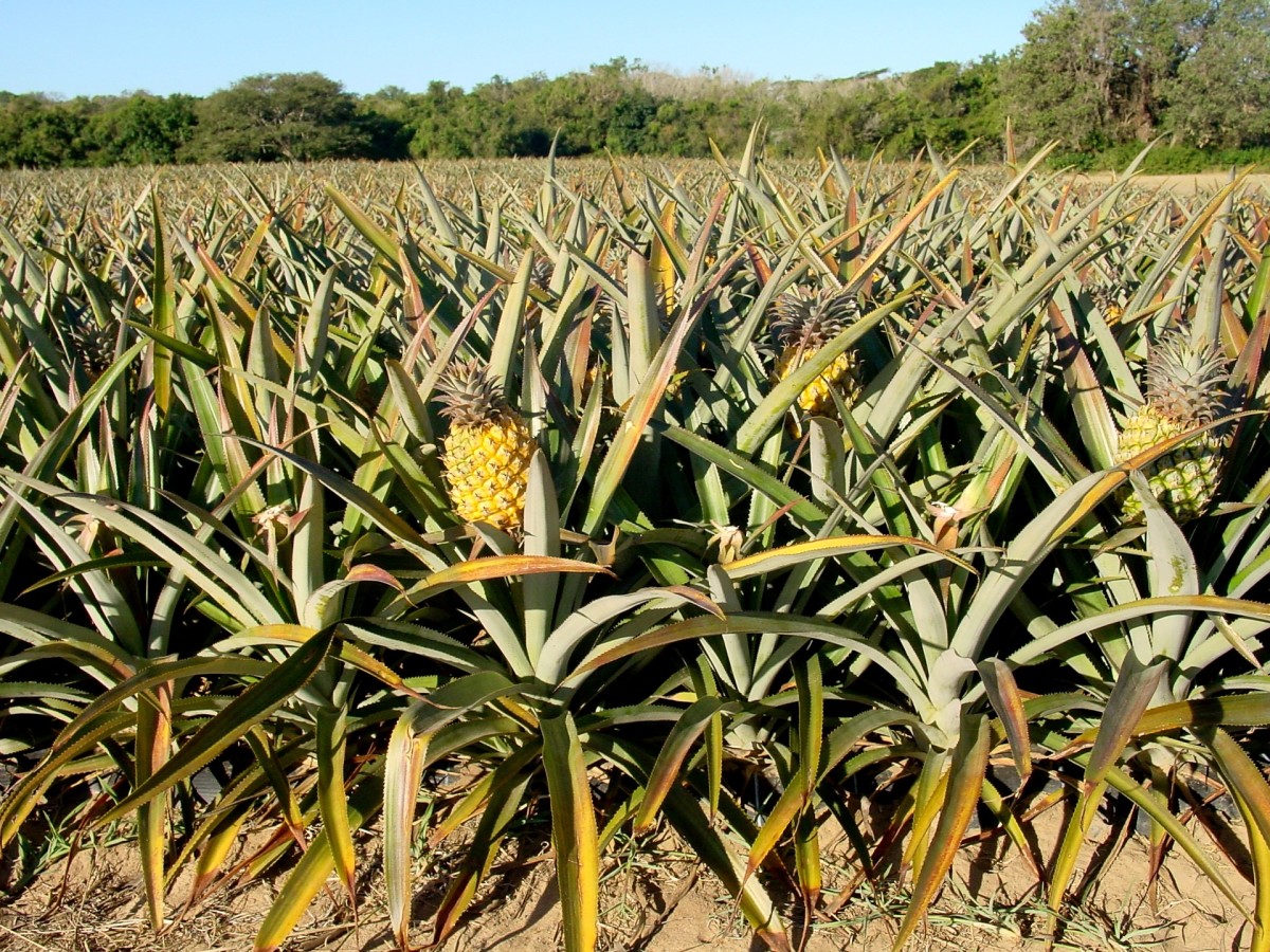 exploring-pineapple