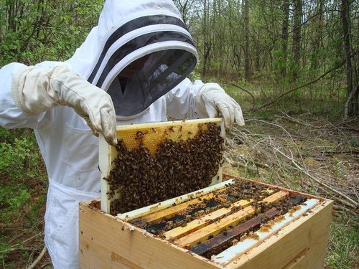 Beekeeper with bees.