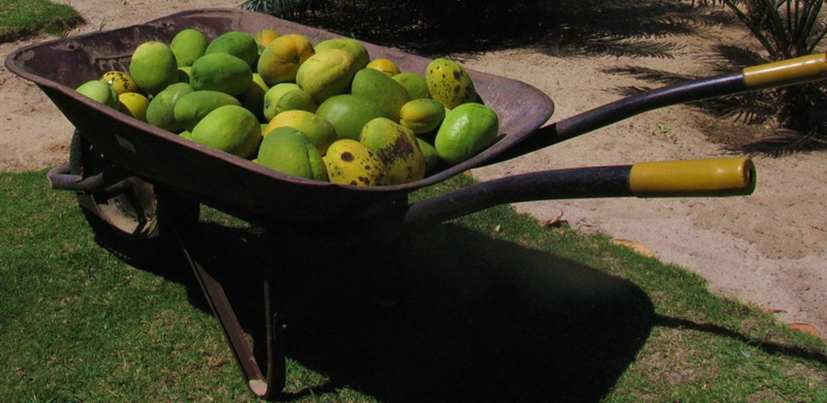 Too Many Mangoes? Ideas to Help You Use Them Delishably