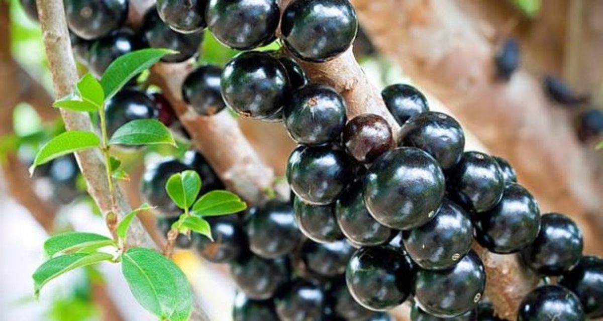 Jabuticaba is like huge grapes that grow on the trunk.