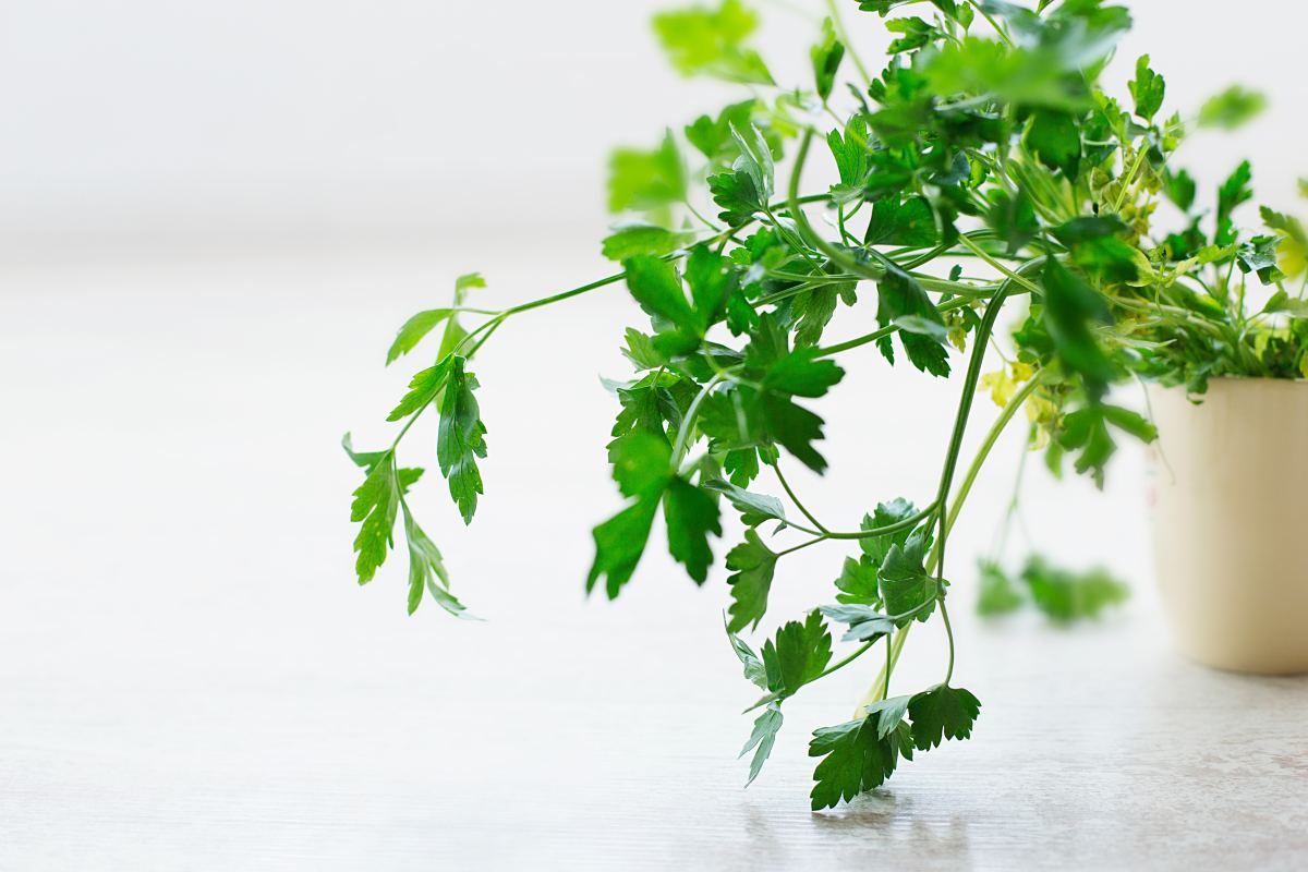 Drying your own parsley. 