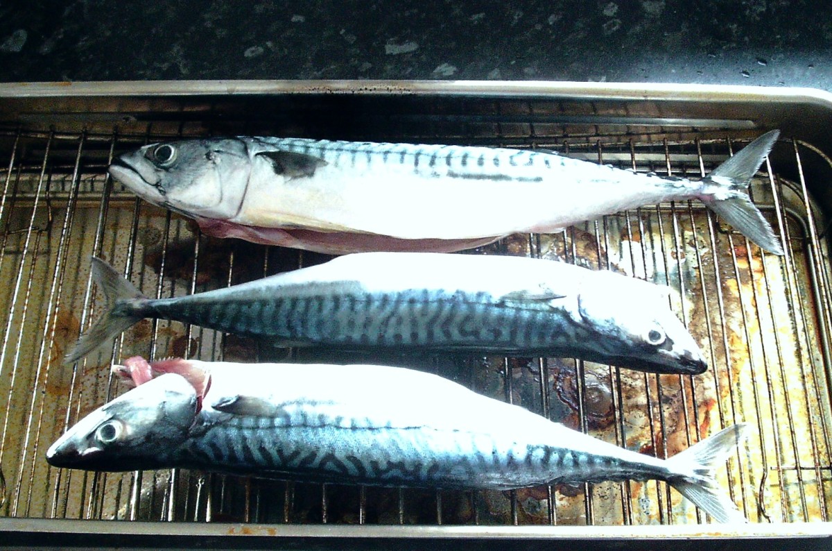 Rinsed and dried mackerel are added to the rack in the smoker.