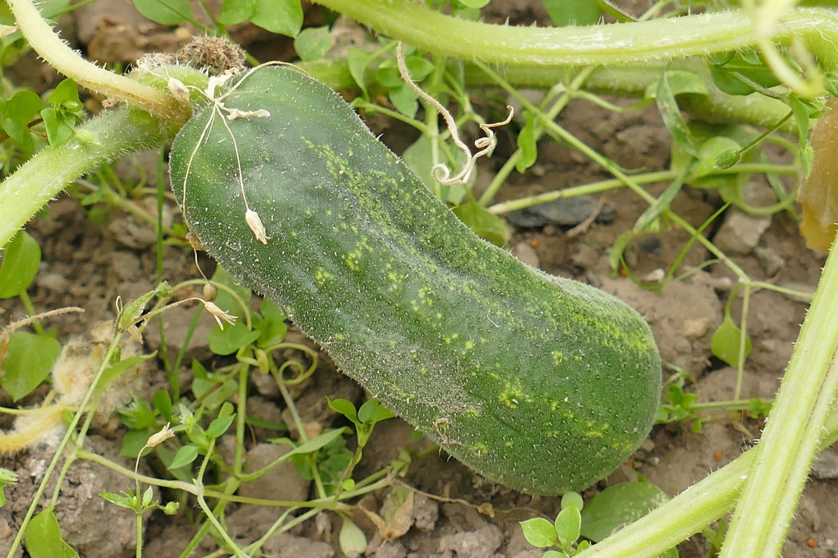 exploring-cucumbers-more-than-just-pickles