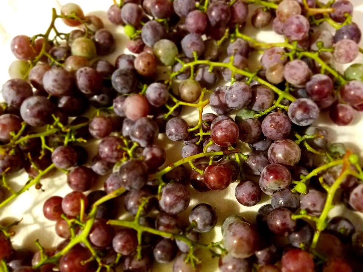 Harvested Grapes 