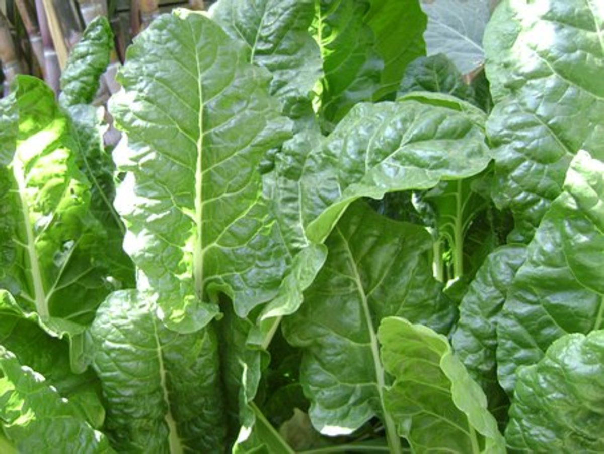 Many people disliked Spinach. 