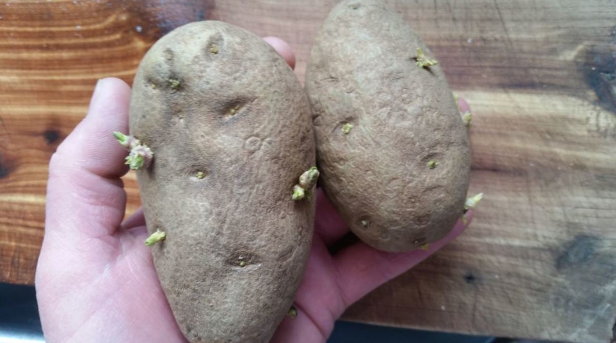 2 potatoes