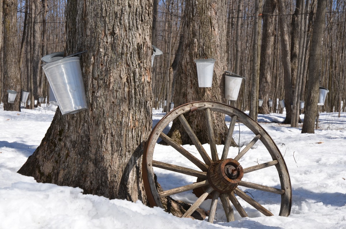 Exploring Maple Syrup History, Trivia, and Recipes Delishably