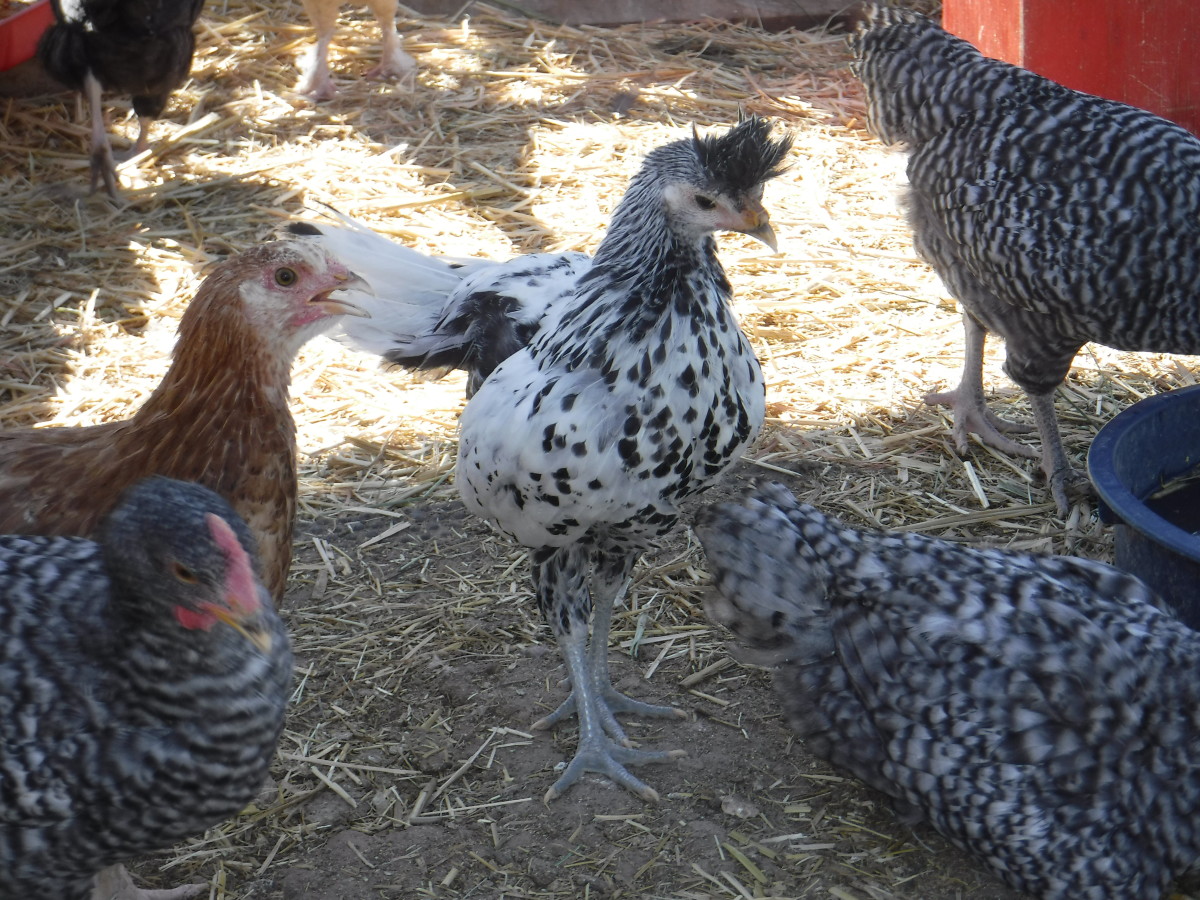 Some of the youngsters in my flock, enjoying their run. At center is a Silver Spangled Appenzeller Spitzhauben surrounded by Maran pullets. You can see by the white earlobes that the Spitzhauben will lay white-colored eggs.