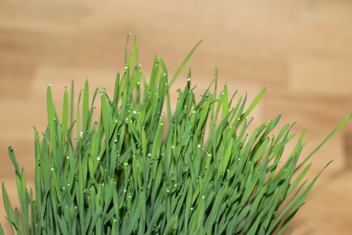 Wheatgrass is claimed to have many health benefits.