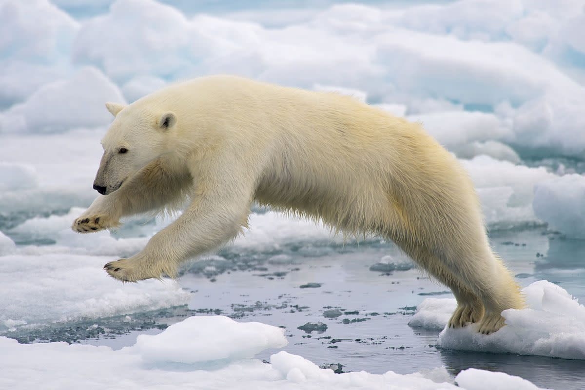 Want to learn more about polar bears? You can find some fantastic resources online to learn about these gorgeous creatures. Some of them are interactive.